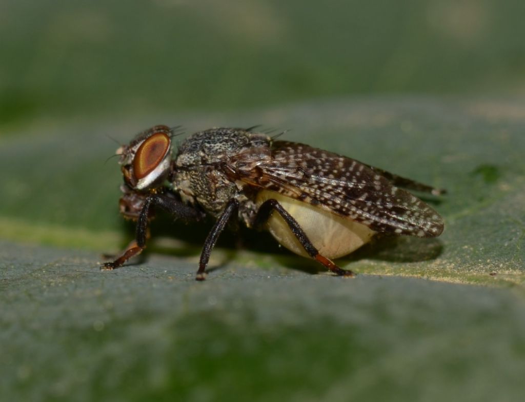 Platystomatidae: Platystoma sp.